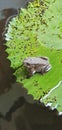 Froggie Royalty Free Stock Photo